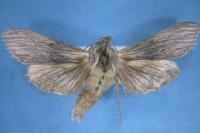 Cucullia chamomillae