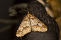Erannis defoliaria