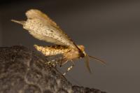 Erannis defoliaria