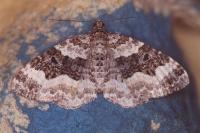 Epirrhoe rivata