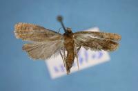 Phtheochroa inopiana