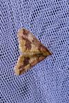 Erannis defoliaria