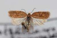Acleris quercinana