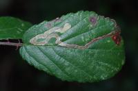 Stigmella aurella