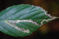 Stigmella aurella