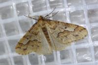 Erannis defoliaria