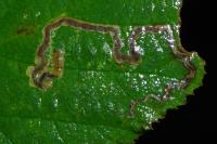 Stigmella aurella
