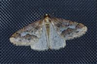 Erannis defoliaria