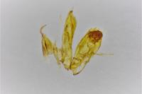 Emmelina monodactyla