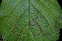 Stigmella microtheriella