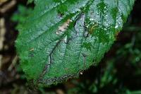 Stigmella aurella