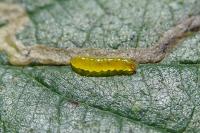 Stigmella aurella