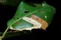 Stigmella suberivora