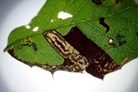 Stigmella suberivora