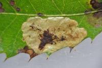 Phyllonorycter belotella