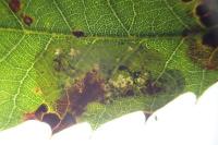 Phyllonorycter belotella