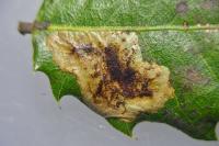 Phyllonorycter belotella