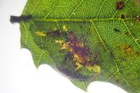 Phyllonorycter belotella