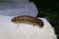 Noctua pronuba