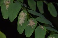 Parectopa robiniella