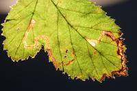 Stigmella aurella
