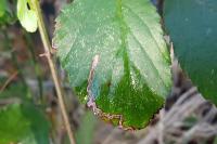 Stigmella aurella