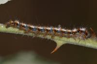 Lasiocampa quercus