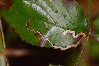 Stigmella aurella