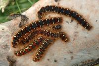 Eriogaster lanestris