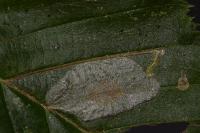Stigmella microtheriella