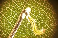 Stigmella microtheriella