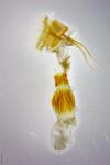 Chilodes maritima