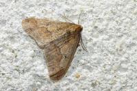 Erannis defoliaria