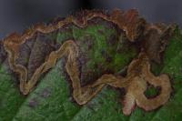 Stigmella aurella