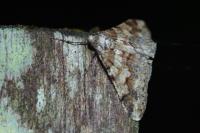 Agriopis leucophaearia