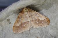 Phigaliohybernia marginaria