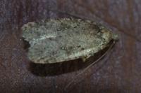 Agonopterix heracliana