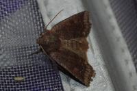 Conistra ligula
