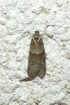 Tortricodes alternella