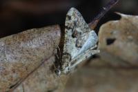 Agriopis leucophaearia