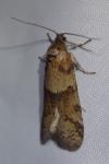 Tortricodes alternella