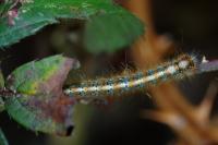 Lasiocampa quercus