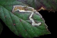 Stigmella aurella