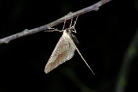 Phigaliohybernia marginaria