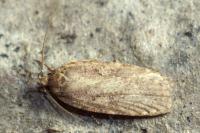 Agonopterix ciliella/heracliana