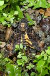 Acherontia atropos