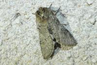 Achlya flavicornis