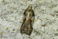 Acleris cristana