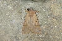 Agrochola lychnidis