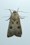 Agrotis exclamationis